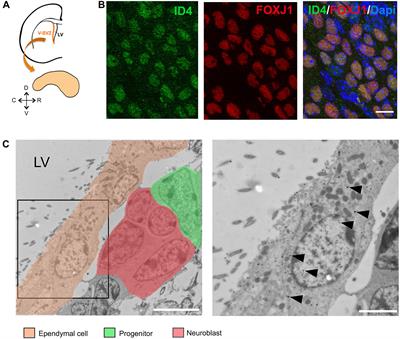 ID4 Is Required for Normal Ependymal Cell Development